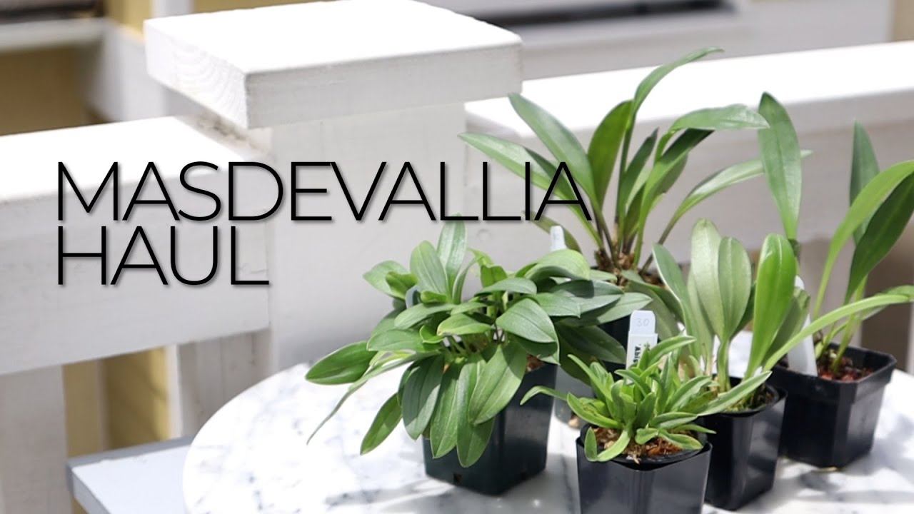 Orchid Haul: 2020 Masdevallia Haul for a Warm Growing Environment