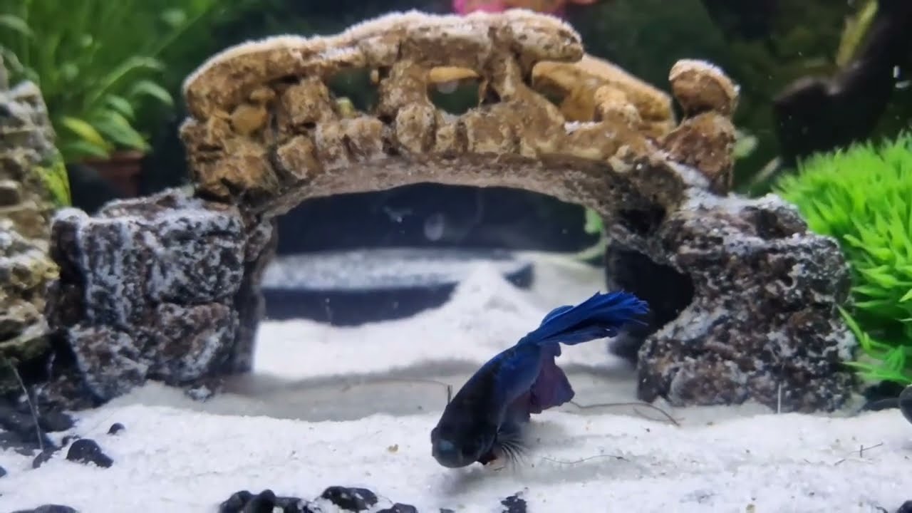First Aquarium Set-Up - Japanese Style (Betta Fish, Neon Tetras & Panda Corydoras)