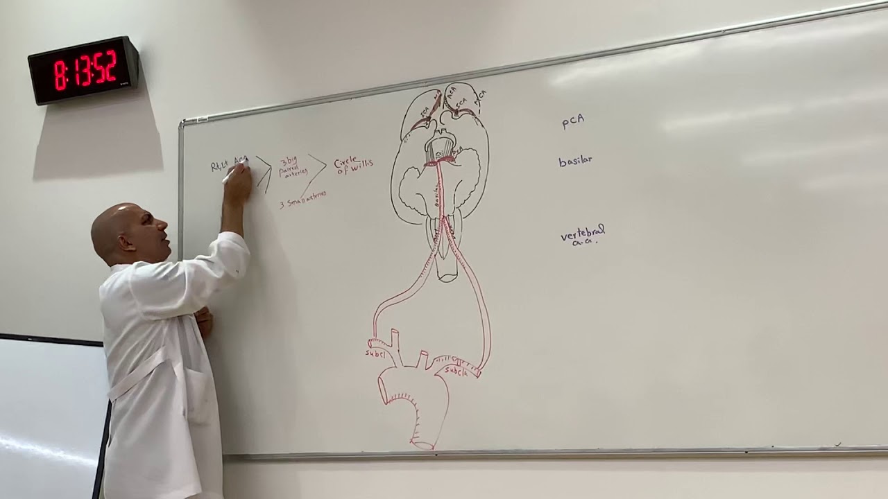 Vertebro-basilar system (Neuroanatomy 28)