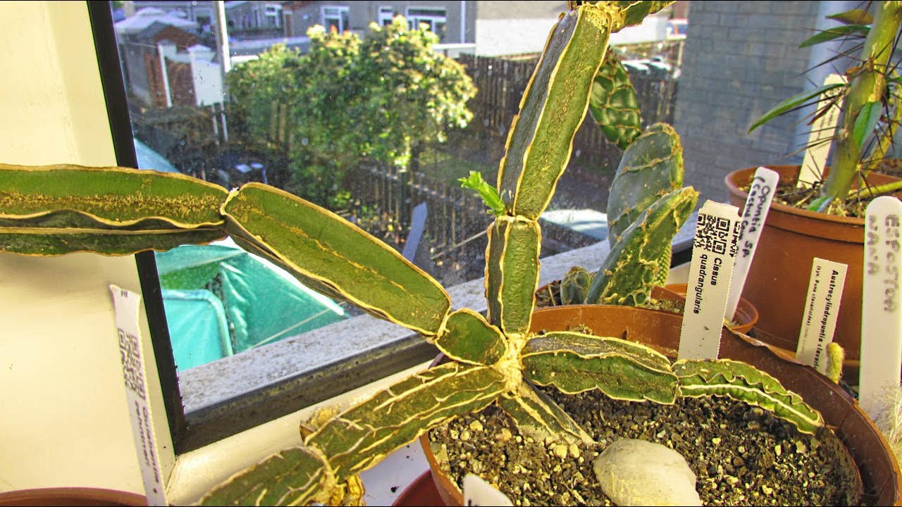 How To Propagate Cissus quadrangularis from Cuttings - Veldt Grape Succulent