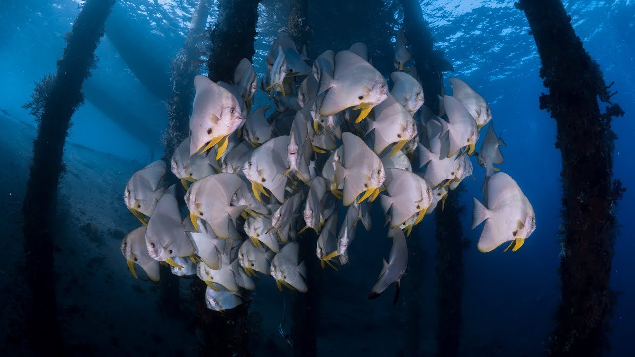 THE RING OF FIRE 3  | Banda Sea Liveaboard Diving  (Part 2 of 2)