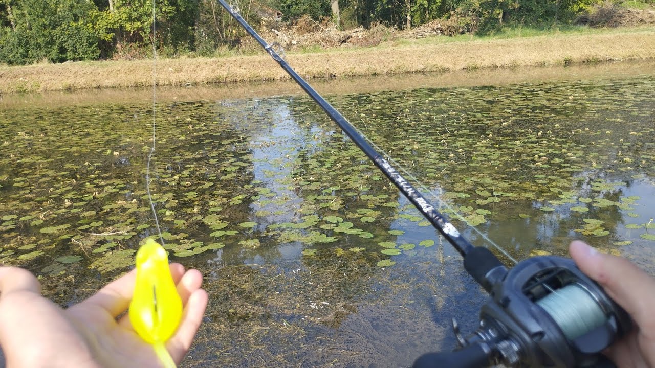 Je pêche avec ce leurre SOURIS dans ce canal rempli de nénuphars ( Attaques en surface 💥🐊)