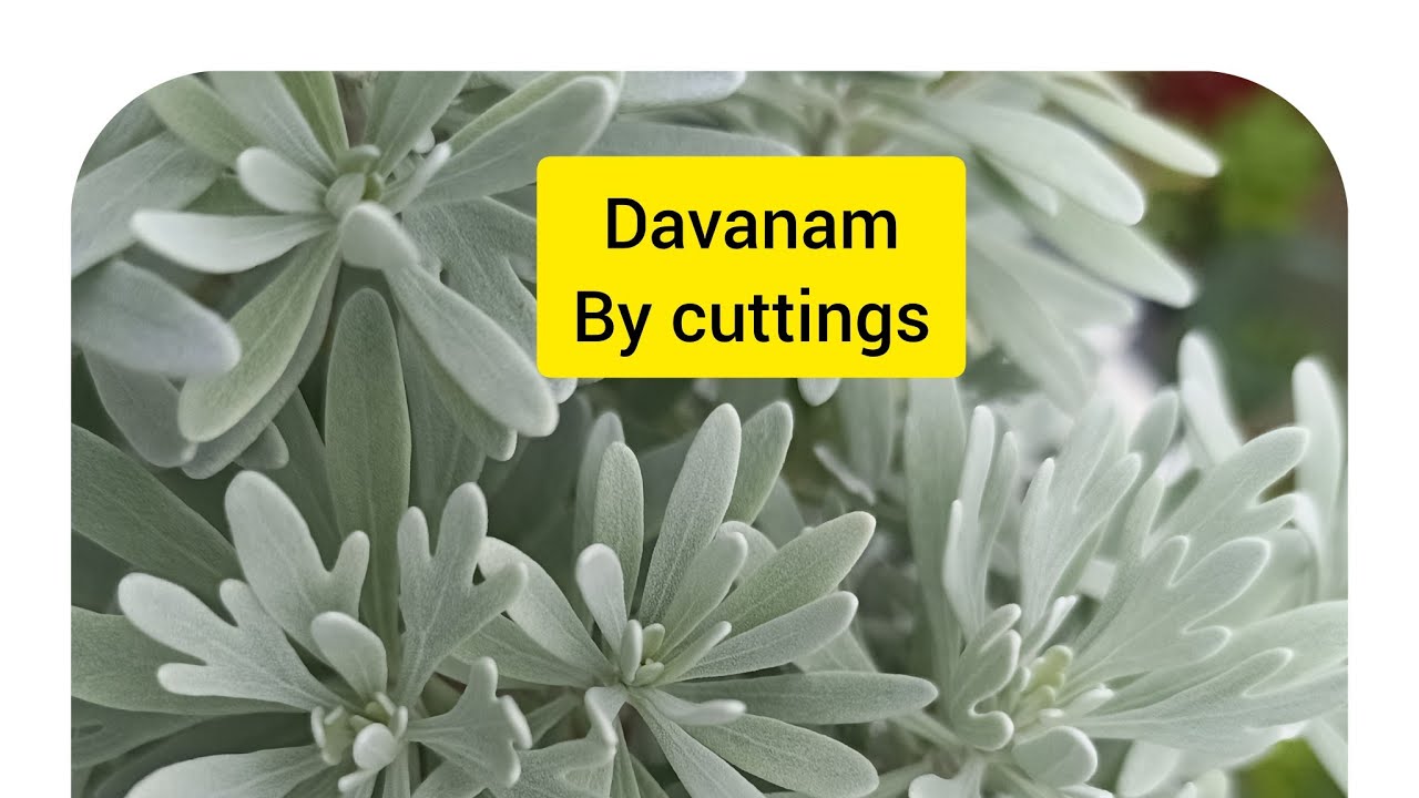 Davanam plant Easy propagation  technique