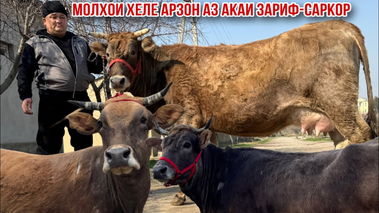 3-САР МОЛХОИ БУҒУЗИ ХЕЛЕ АРЗОН 24 февраля 2026 г.