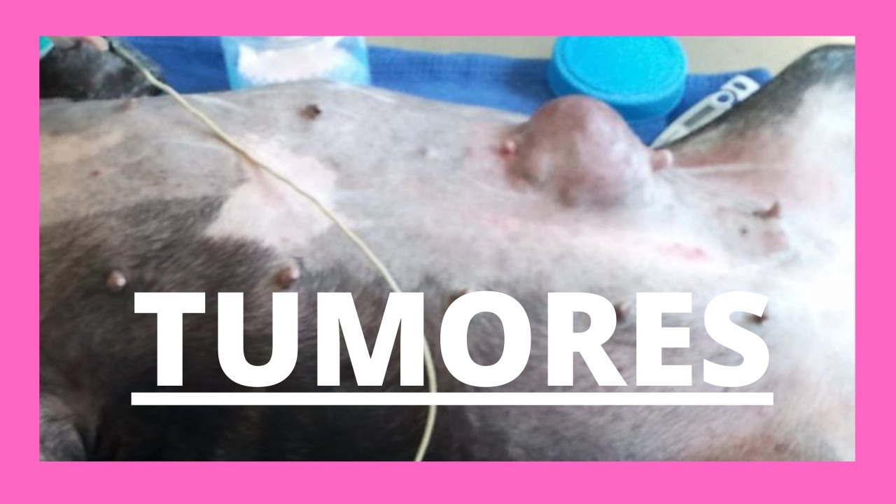 Tumores de mama en perras - VETERINARIA