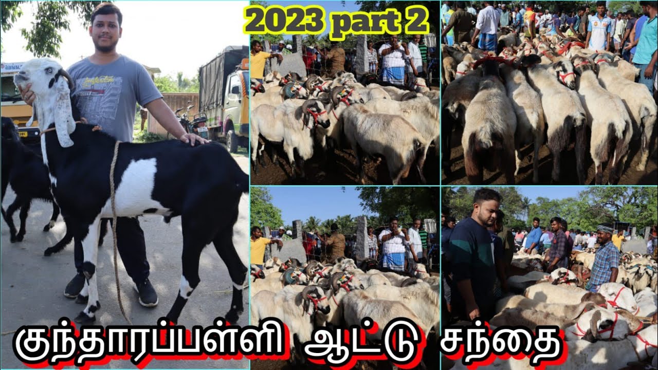 Kundarapalli goat market 16/06/23குந்தாரப்பள்ளி ஆட்டு சந்தையின் நிலவரம் பக்ரீத் ஆடுகள் அதிகமாக வந்தன
