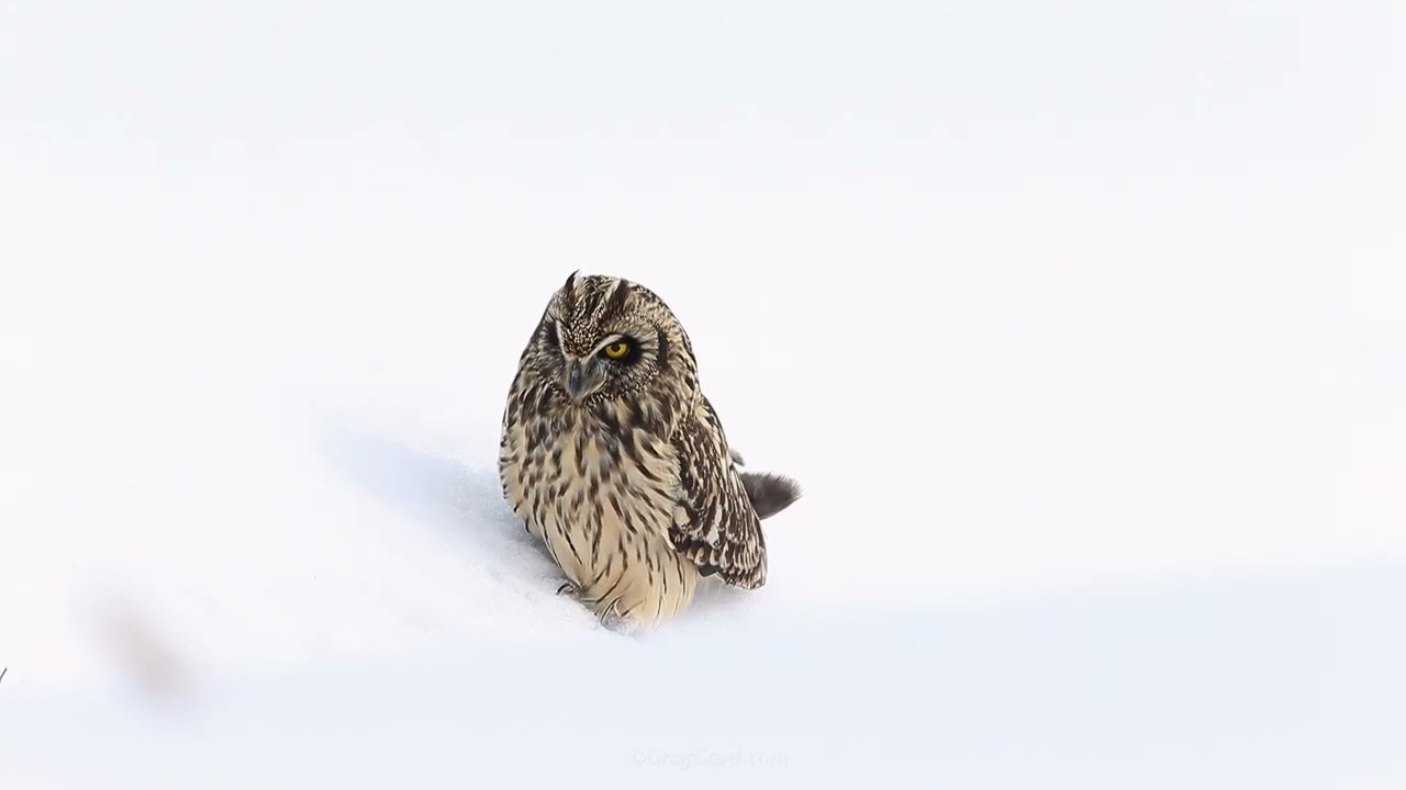 Short-eared Owl walking