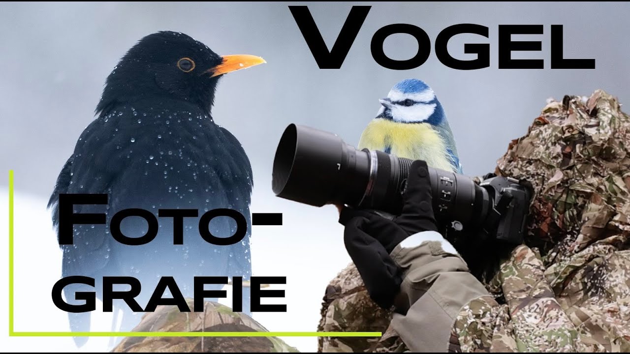 Vogelfotografie mit dem neuen OM System M.Zuiko 100-400mm f/5.0-6.3 IS II