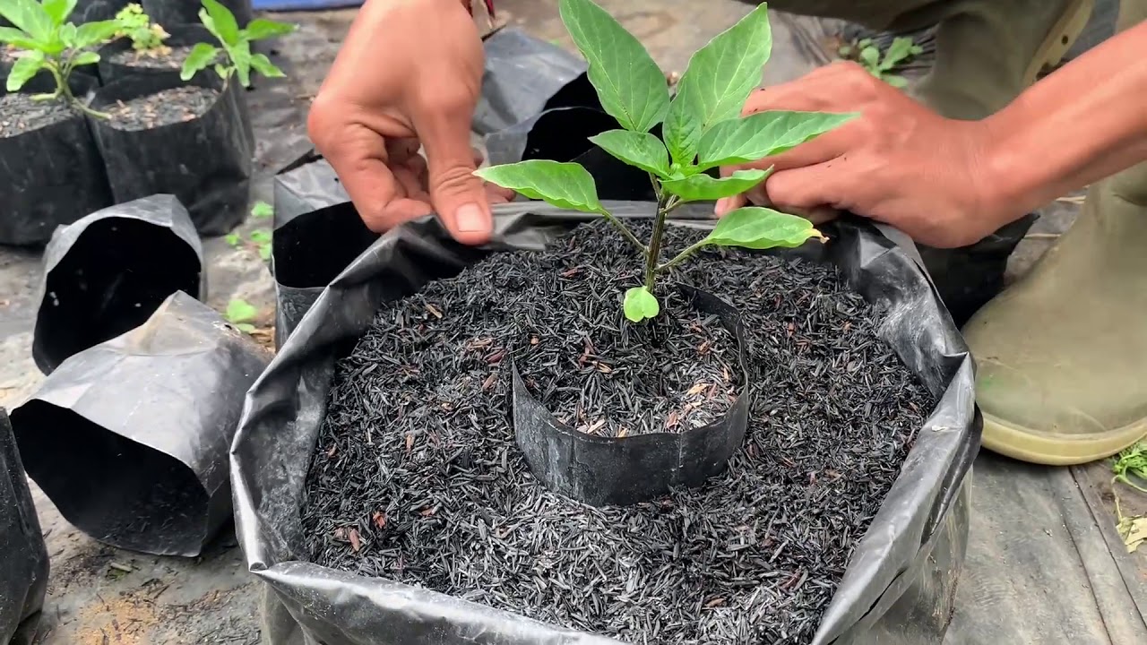 Budidaya Tanaman Paprika Hidroponik Menggunakan Media Tanam Arang Sekam Pada Greenhouse