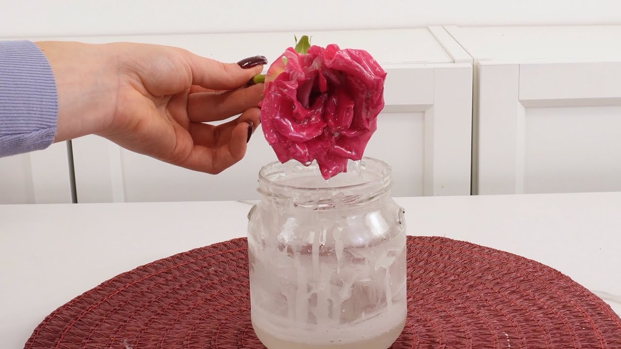 Die Rose, die niemals stirbt! 🥀✨ Das Geheimnis der ewigen Blüte