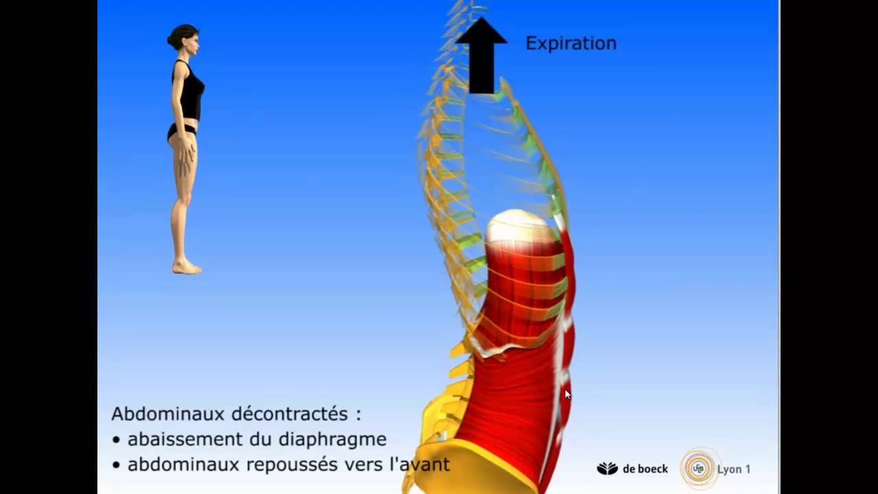 Vidéo sonorisée Diaphragme Périnée Intercostaux
