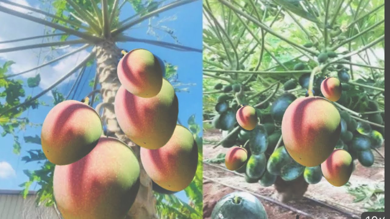 DIY new technique mango and papaya craziest grafting technique two in one