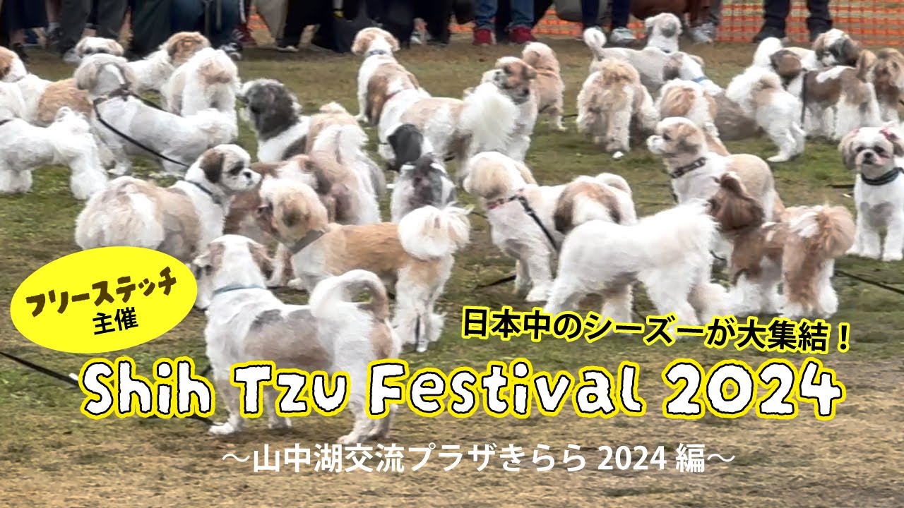 シーズーフェスティバル2024　in山中湖　可愛すぎて癒されます！　Shih Tzu Festival 2024