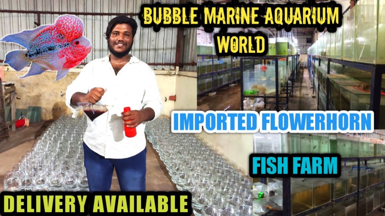Biggest Flowerhorn Fish Farm In India | Flowerhorn Fish For Sales | Flowerhorn Fish Farm in Chennai
