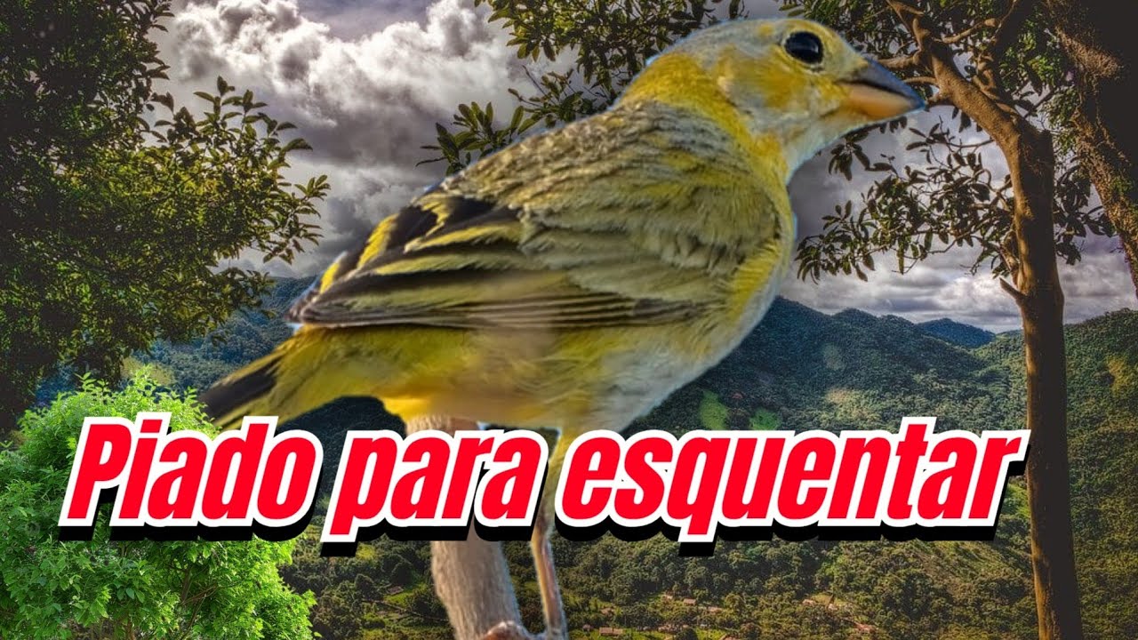 Fêmea de canário da terra chamando e piando para esquentar