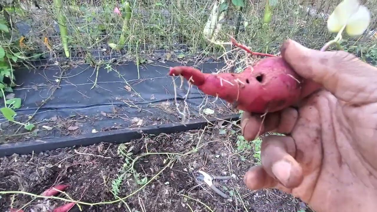 2024 Sweet Potato Harvest