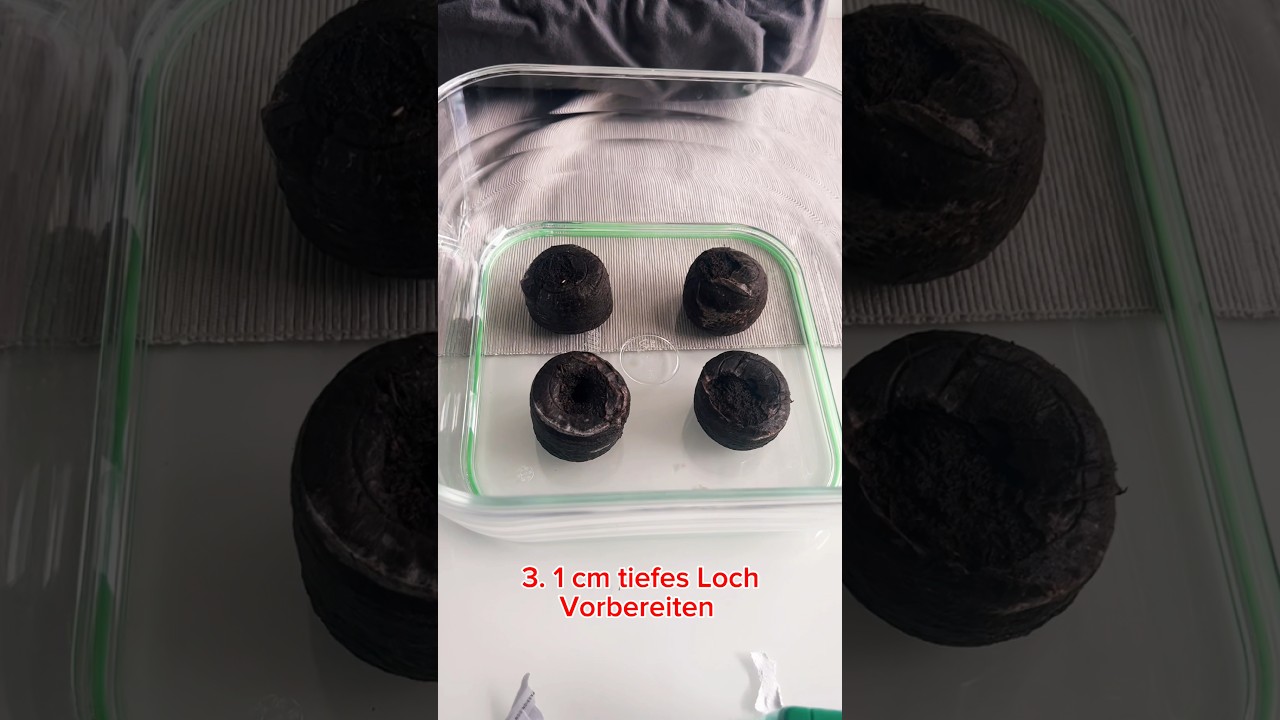 Jiffys f&uuml;r den Grow der Samen benutzen #Samen #Grow #cannabis #jiffy #jiffys #420 #weed #indoor