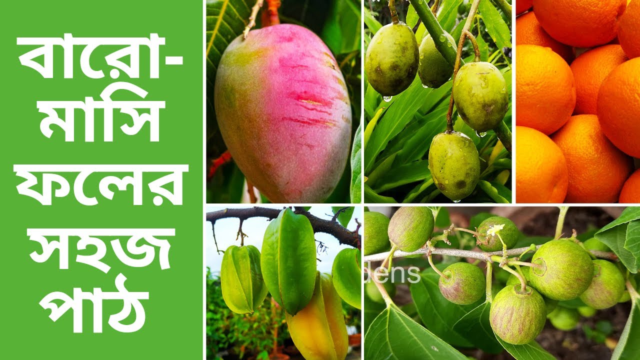 কম যত্নে টবে করা যায় বারোমাসি ফলের সেরা ৭ গাছ | 7 All Season Fruit Plants for Beginner | RAJ Gardens