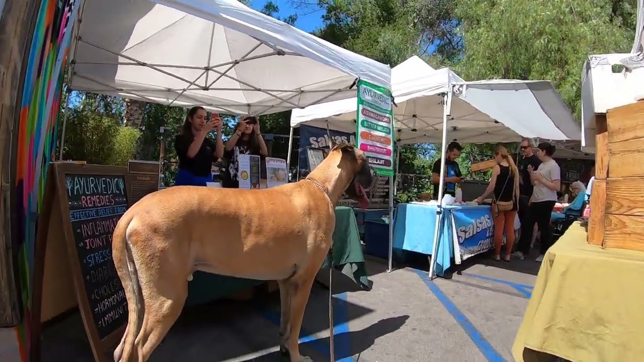 Cash 2.0 Great Dane at the Farmers Market in Calabasas ( part 3 of 4)