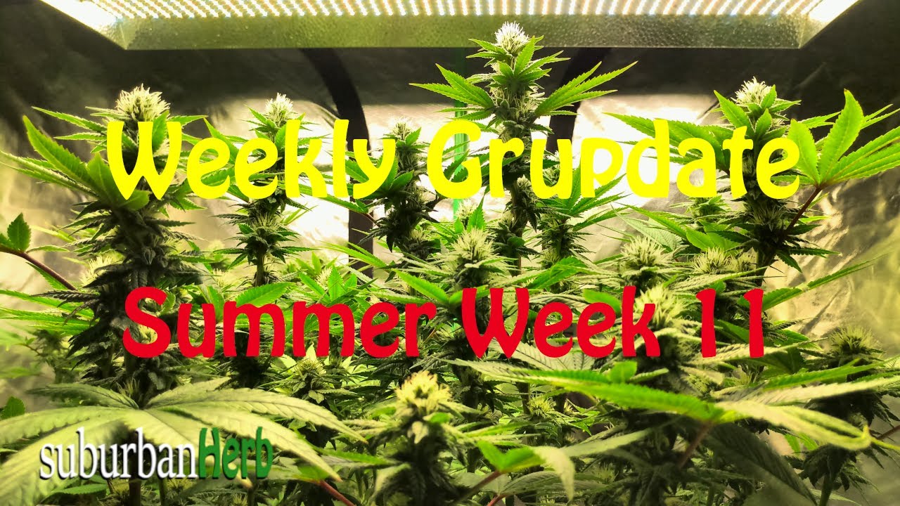 Outdoor Cannabis Grow in Ontario Canada. Week 11. Featuring Iranian Diesel, G-13 and autoflowers.