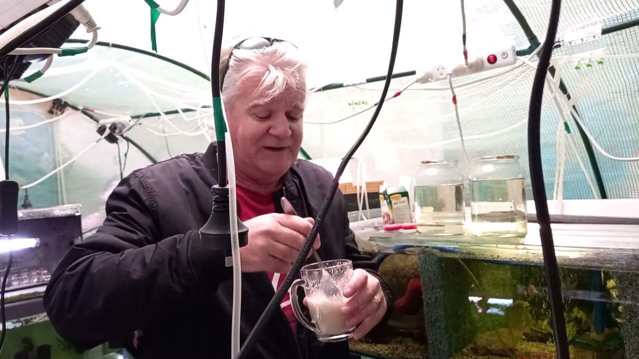 How to start Infusoria Culture Quick and Easy