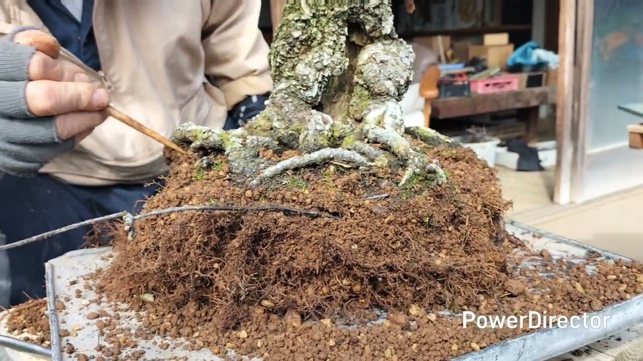 甲州野梅の植替え