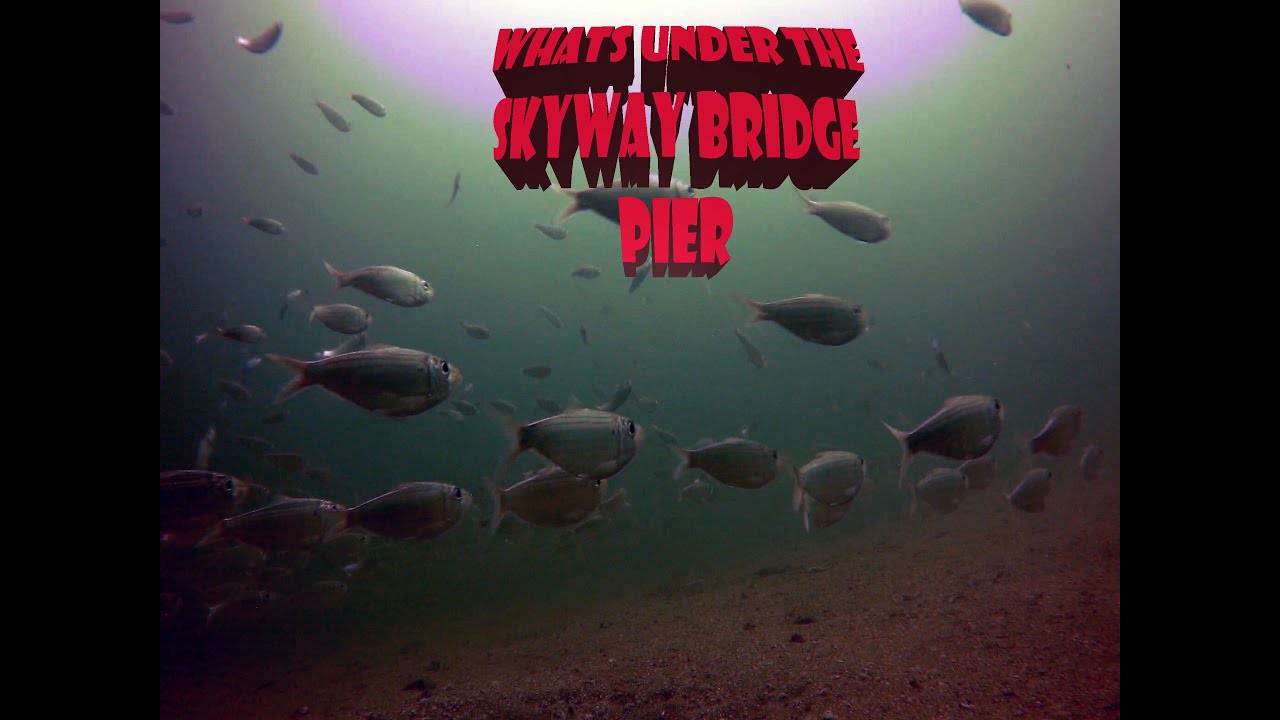 Underwater Fish Video From the Skyway Bridge Pier