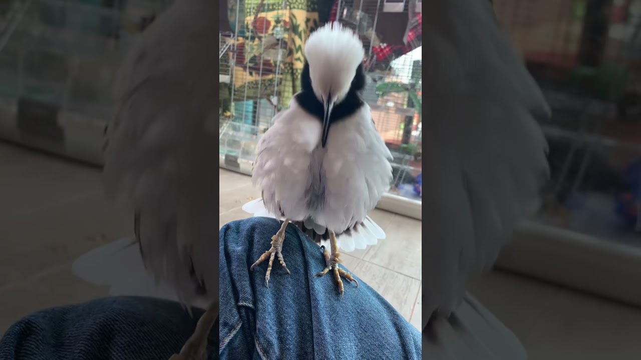 Black Collared Starling saying Hi #shorts