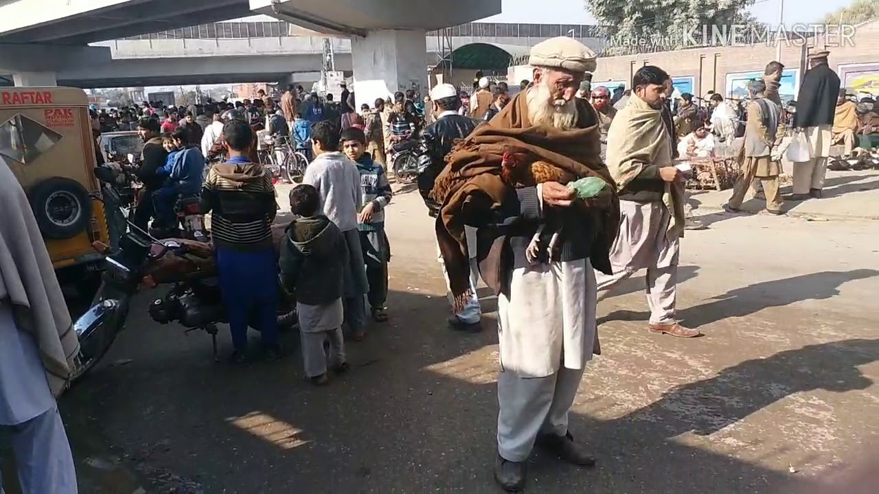 Peshawar birds and hens market update...(chargan chowk peshawar kpk)