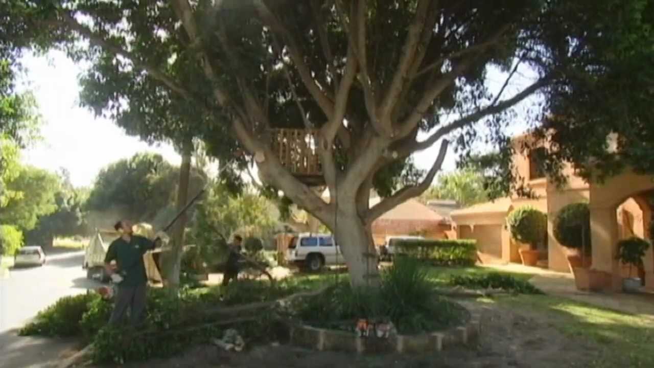 Tree Surgeon - Try it for 5