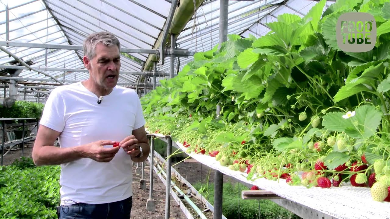 De aardbeien van De Kas