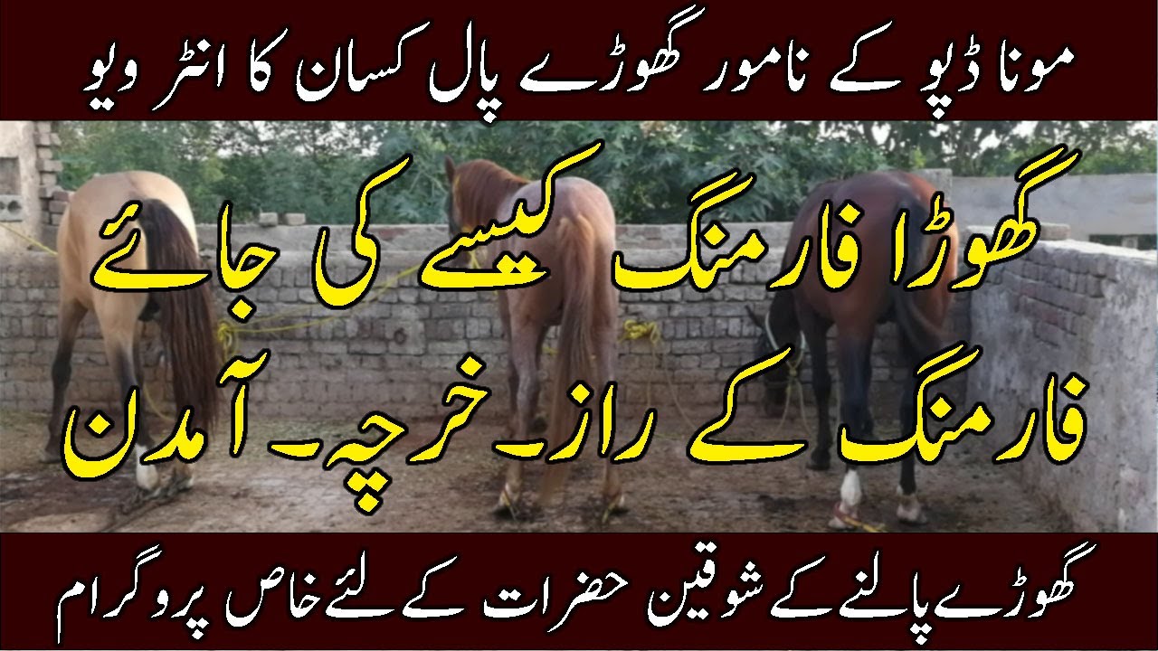 Horse breeding business in Pakistan|How to rear horses|Horse farm in Mona|How to start horse farm
