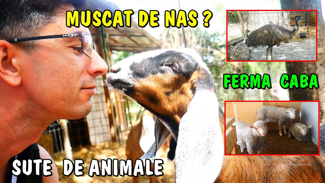 Viața la țară - M-a mușcat iedul de nas? In vizita la Ferma Caba - Animale deosebite de tot felul