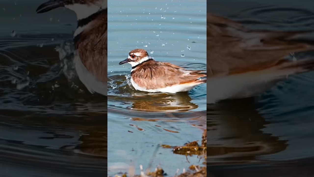 Killdeer taking a bath! Colors edited with 