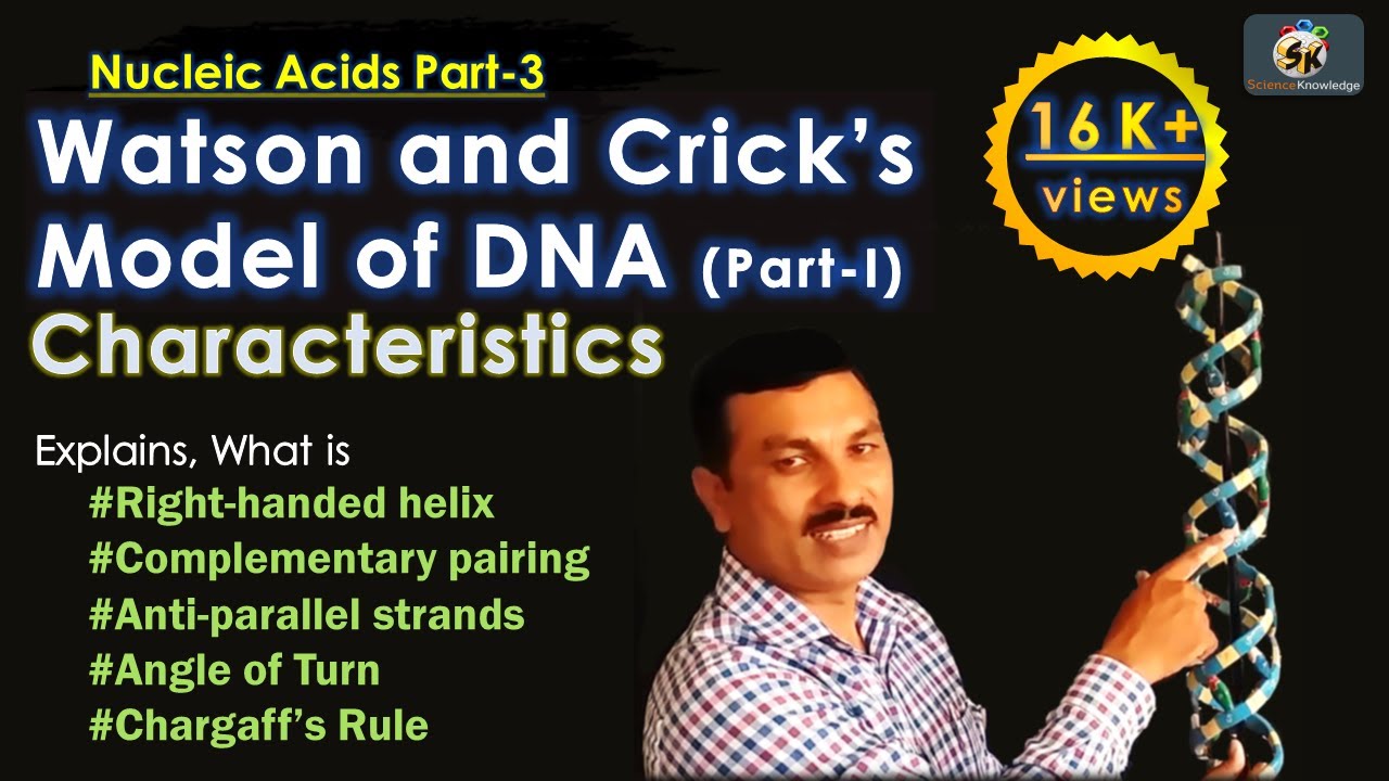 Watson and Crick's Model of DNA: (Part-I) Characteristics