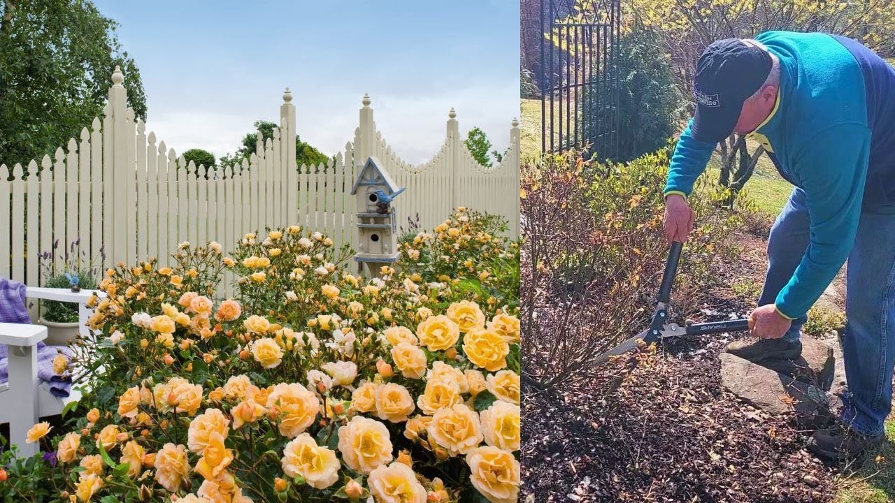 Rose Flower Carpet&reg; Amber (Ground Cover Rose) / Sweetly Scented, Disease Resistant & Easy to Grow