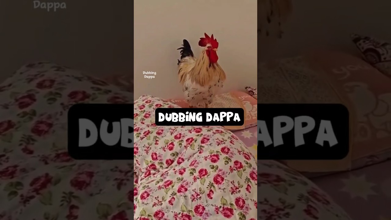 Alarm 🤣 #funny #cat #shorts #dog #shortsfeed #animals #dubbingdappa #hen #catvideos #dogshorts #pets
