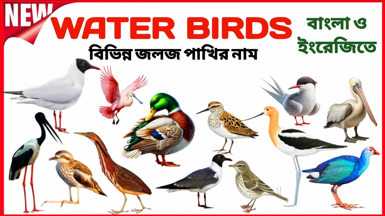 Water Birds | বিভিন্ন জলজ পাখির নাম | Learn Water Birds Name in English and Bengali | #kidsward 