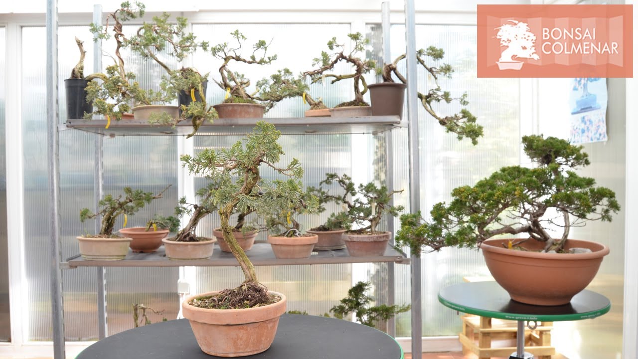 Preparando nuevas sabinas - Bonsai Colmenar