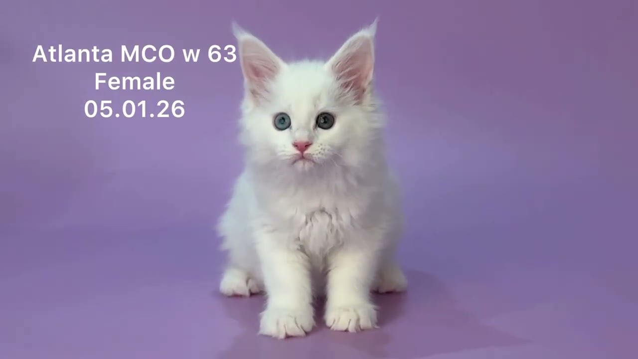 Atlanta Maine Coon White Female