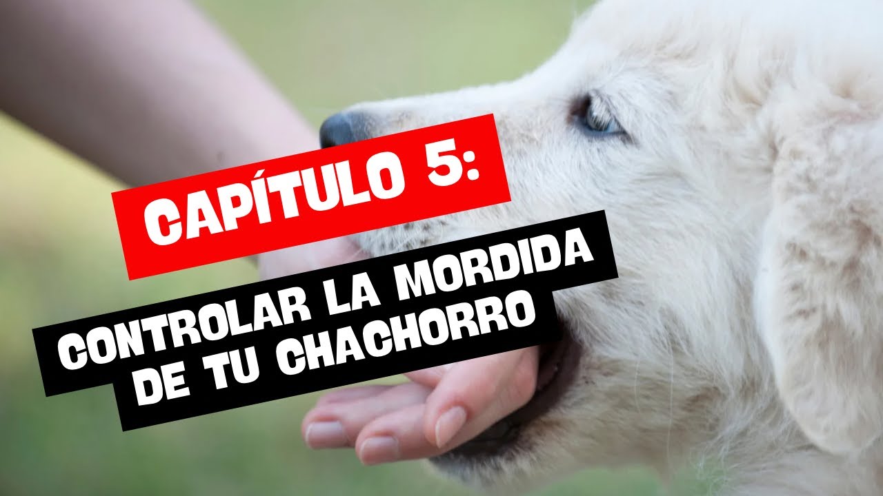 Controlar la mordida de tu cachorro