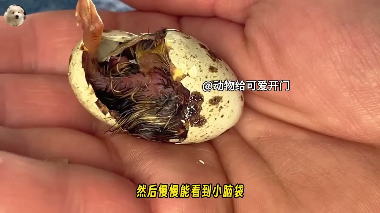 一颗鹌鹑蛋泡水16天破壳，小生命诞生全过程太治愈！