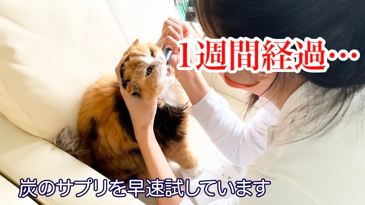 【猫 腎臓病】安楽死を告げられてから１週間が経ちました【ティッティ経過報告vol.２】