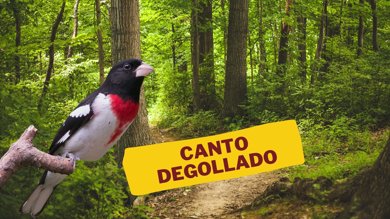 Canto pajaro o ave Degollado