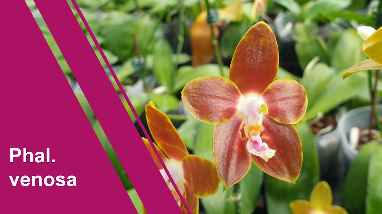Phalaenopsis venosa 美樂沙蝴蝶蘭 - Miki Orchid 美琪蘭園