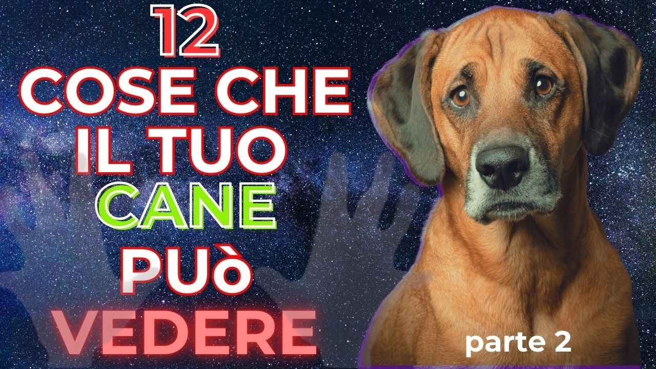 12 cose che il tuo cane può vedere ma tu no