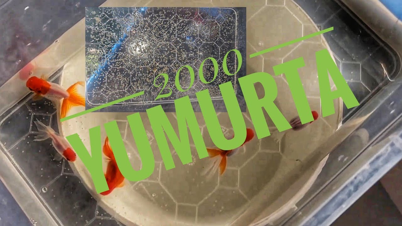 Oranda Japon Balığı Yumurta Sağımı(Yedi Balık)
