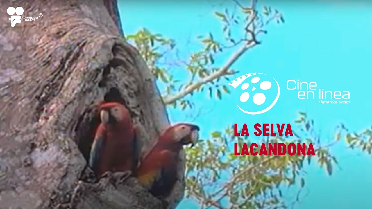 Selva Lacandona - México naturalmente / Cine en Línea - Filmoteca UNAM