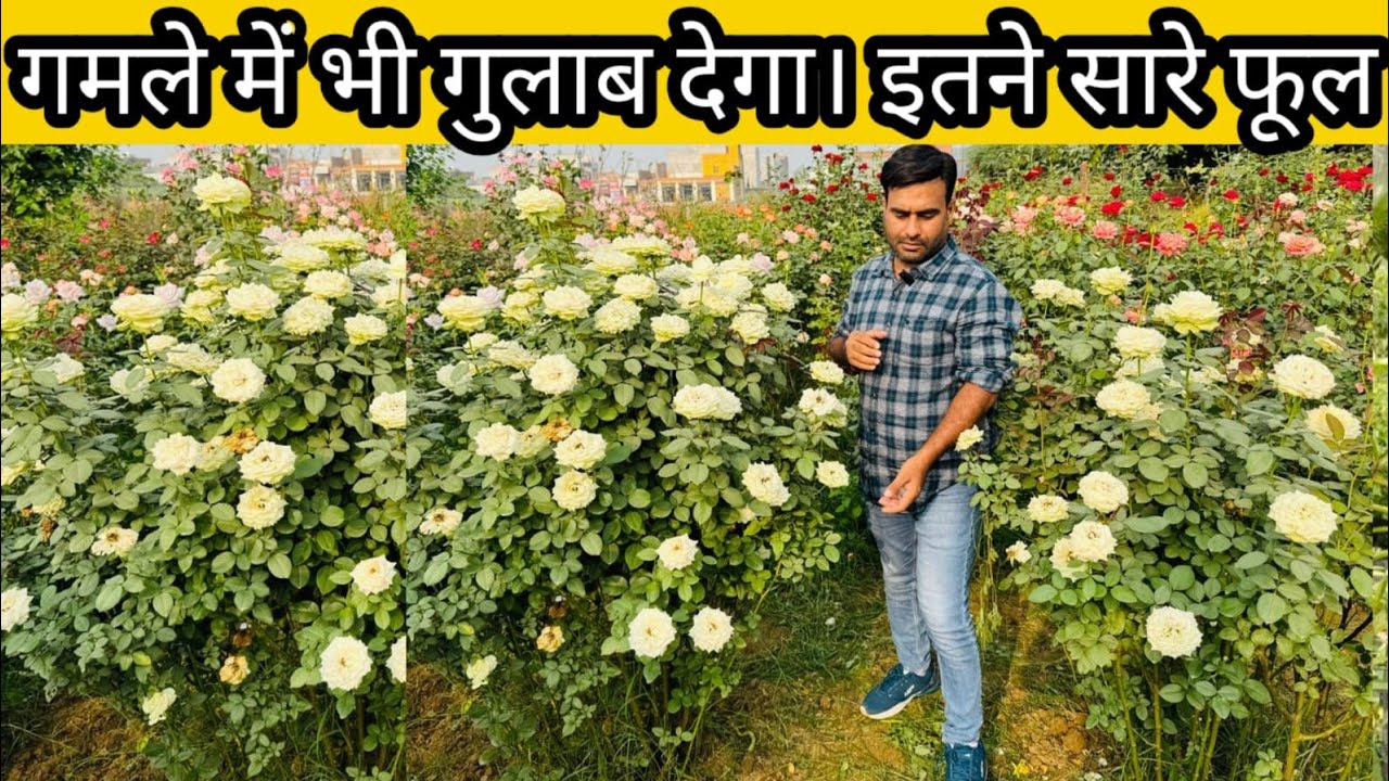 आज मैं बात ही दूंगा गुलाब का नर्सरी secret ऐसा आएंगे गमले में भी भर-भर !