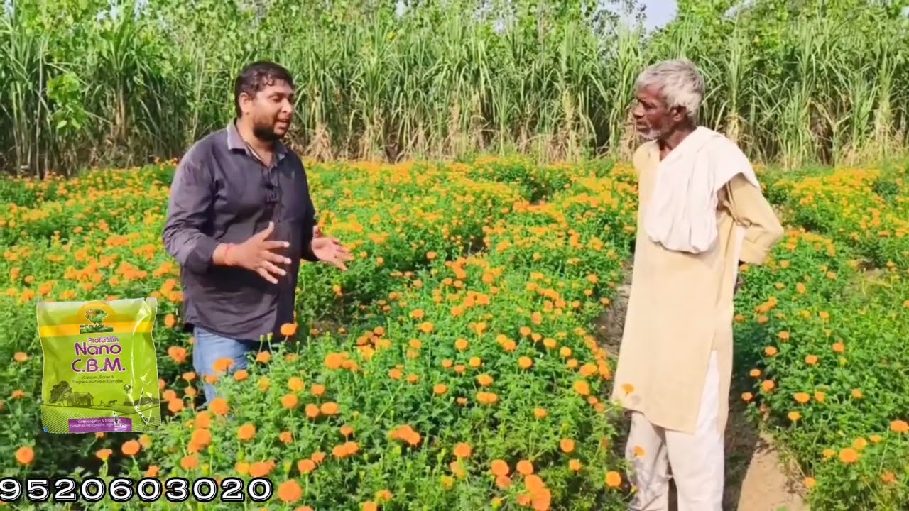 🌼 गेंदा फूल: कम लागत में ज़्यादा मुनाफा! 🌱 किसान की पहली पसंद 🚜 पिनाका